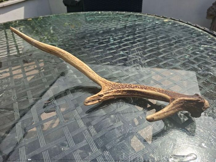 Wild Irish Red Deer Antler