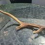 Wild Irish Red Deer Antler Image 2