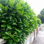 Laurel Hedging Plants, in Pots Image 6
