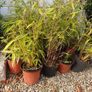 Large Garden Plant bundle 28+ plants Image 5