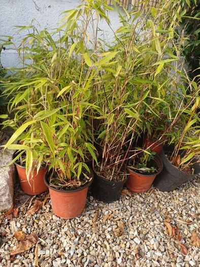 Large Garden Plant bundle 28+ plants