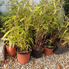 Clumping bamboo non invasive