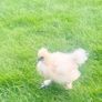 Silkie Image 3
