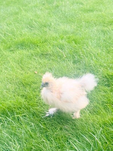 Silkie