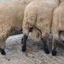 Shrophshire Ram and Shropshire Ram Lambs Image 6