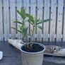 plants Image 10