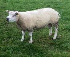 Beltex sheep.