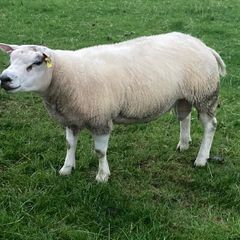 Beltex sheep.