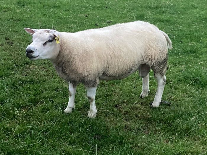 Beltex rams
