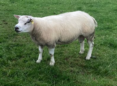 Beltex rams
