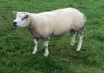 Beltex sheep.