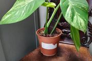 Epipremnum Aureum Marble Queen big leaves