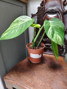Epipremnum Aureum Marble Queen big leaves