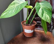 Epipremnum Aureum Marble Queen big leaves