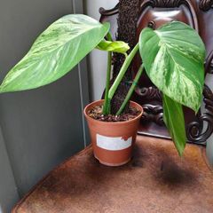 Epipremnum Aureum Marble Queen big leaves