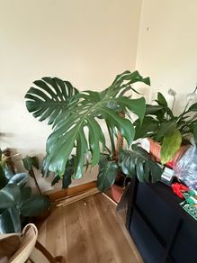 monstera deliciosa
