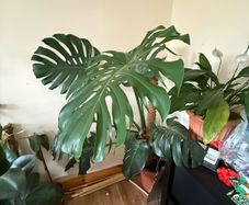 monstera deliciosa