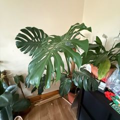 monstera deliciosa