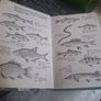 Vintage Ladybird Coarse Fishing Book Image 5