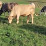 Incalf Charlie Heifers Image 8