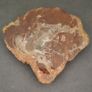 Fossilized wood, Madagascar, Triassic period. Image 4