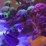 fish Image 6