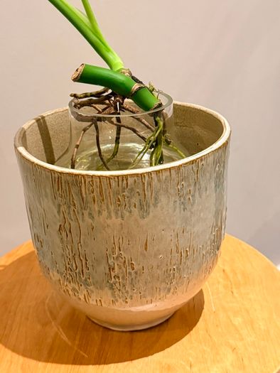 Pant pot / vase