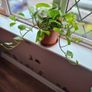 Devil's Ivy plant Image 3