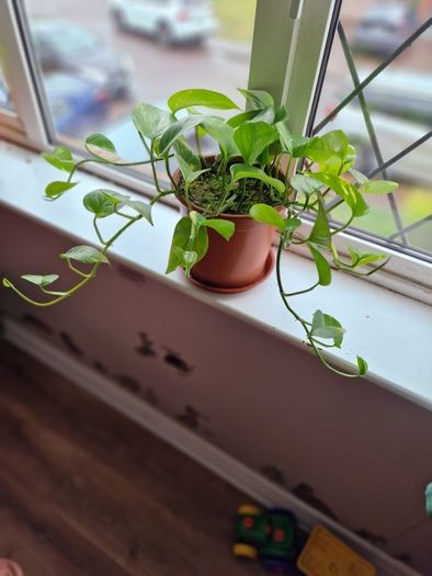 Devil's Ivy plant