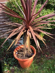 cordyline plant