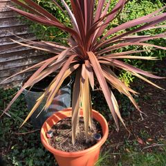 cordyline plant