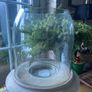 New XL solid washed wood and glass centre piece or hurricane vase Image 3