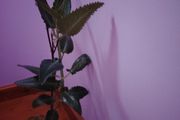 Mother of Millions