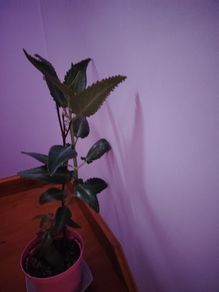 Mother of Millions