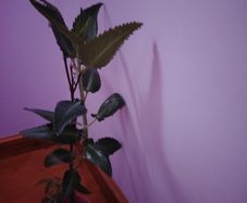 Mother of Millions