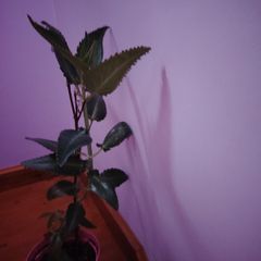 Plant