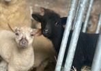 valais blacknose lambs cross