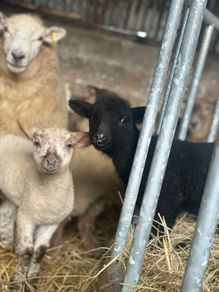 valais blacknose lambs cross