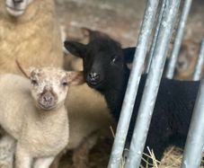 valais blacknose lambs cross