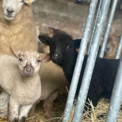 valais blacknose lambs cross