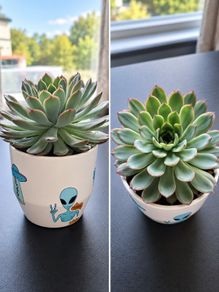 Beautiful, Healthy Succulent Looking for a New Home