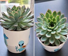 Beautiful, Healthy Succulent Looking for a New Home