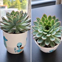 Beautiful, Healthy Succulent Looking for a New Home