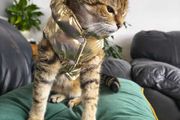 Gold Puffer Pet Jacket / Cat &amp; Small Dog Coat. Size S
