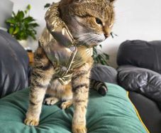 Gold Puffer Pet Jacket / Cat & Small Dog Coat. Size S