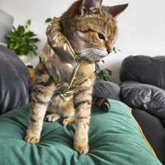 Gold Puffer Pet Jacket / Cat & Small Dog Coat. Size S