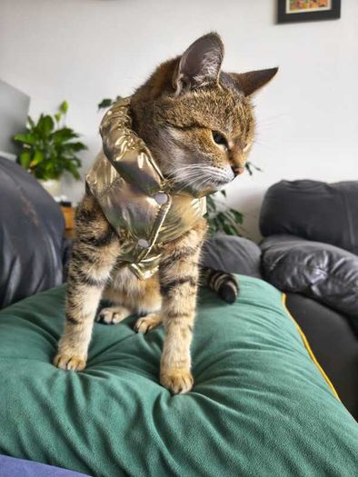 Gold Puffer Pet Jacket / Cat & Small Dog Coat. Size S