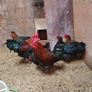 Hens/pullets Image 4