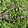 Antique Fire Place TONGS: 1800'S Image 3
