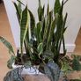 Sansevieria Laurentii planter Image 2